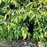 thumbnail for publication: Achachairu (Garcinia humilis) Fruit Trees: Botany and Commercial Cultivation in South Florida